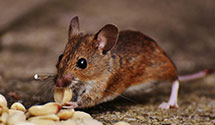 24 Hour & Emergency Exterminators in Poplar Plains, KY